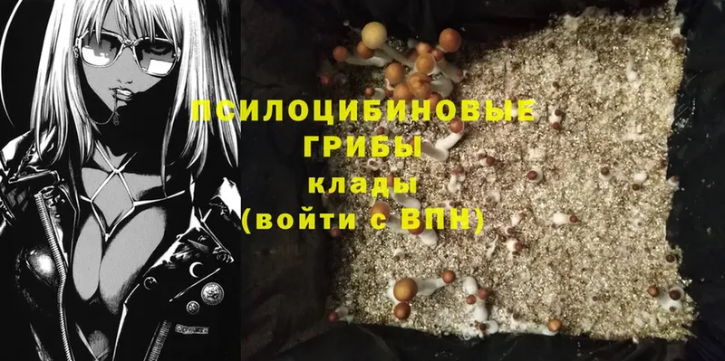 Псилоцибиновые грибы Psilocybe  наркотики  Карабаново 